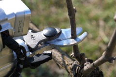Ecosistema-RAISE-La-potatura-automatizzata-della-vite-Applicazione-di-ecorobotica-e-agricoltura-di-precisione-Spoke-3-2