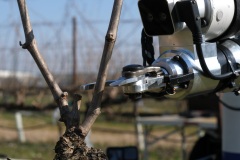 Ecosistema-RAISE-La-potatura-automatizzata-della-vite-Applicazione-di-ecorobotica-e-agricoltura-di-precisione-Spoke-3-5